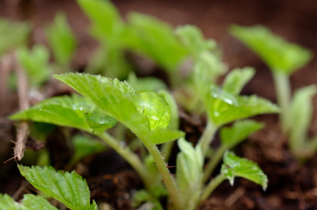 Um close-up de uma planta com as folhas no chão