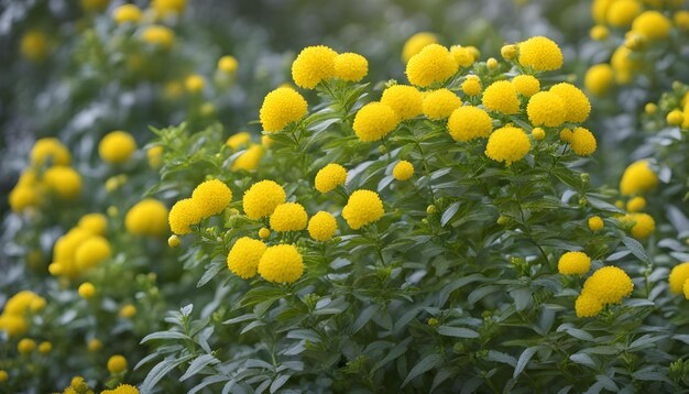 um close-up de uma planta com flores amarelas