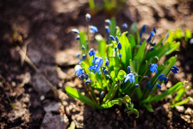 Um close-up de uma planta com flores azuis na sujeira