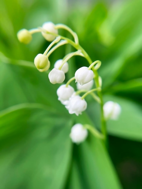 Foto um close-up de uma planta com flores brancas e folhas verdes