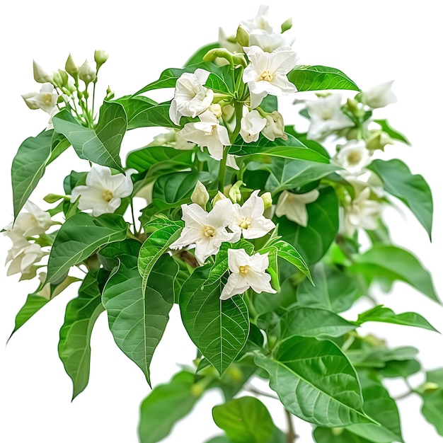 Foto um close-up de uma planta com flores brancas e folhas verdes