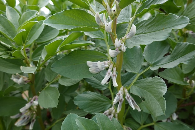 Um close-up de uma planta com flores brancas e folhas verdes