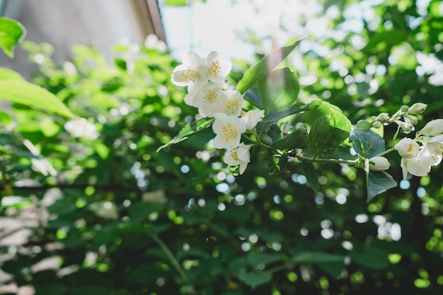 um close-up de uma planta com flores brancas