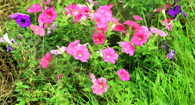 Um close-up de uma planta com flores cor de rosa