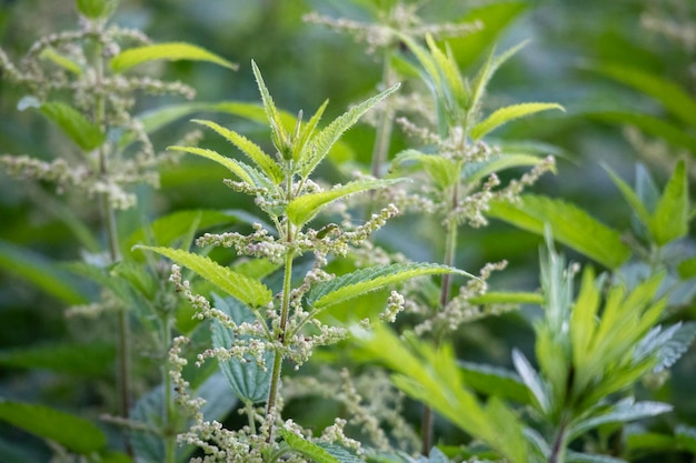 um close-up de uma planta com flores e folhas