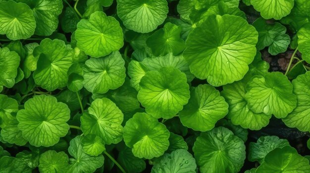 Um close-up de uma planta com folhas que dizem 'mahi'on