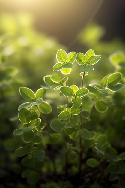 um close-up de uma planta com folhas verdes à luz solar