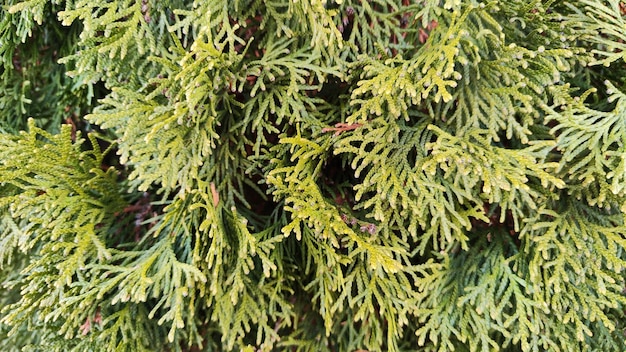 Um close-up de uma planta com folhas verdes e pontas amarelas.