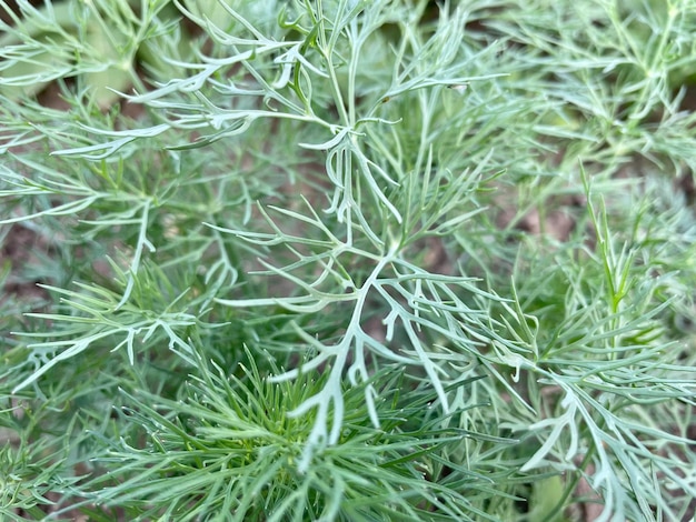 Um close-up de uma planta com folhas verdes e pontas brancas.