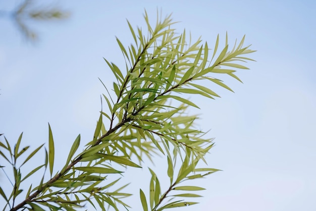 Um close-up de uma planta com folhas verdes