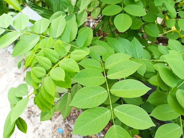 Um close-up de uma planta com folhas verdes