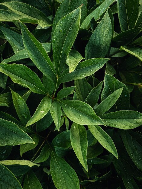 Um close-up de uma planta com gotas de água