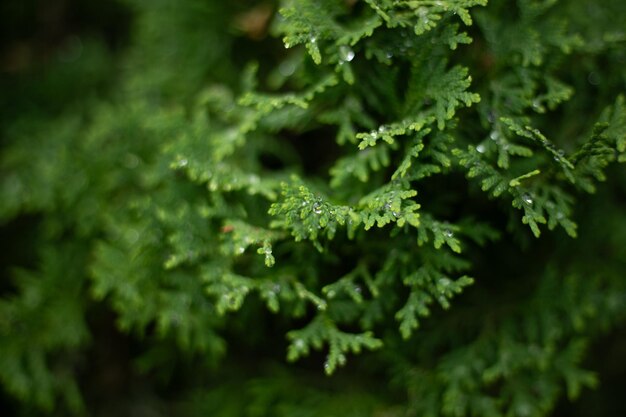 um close-up de uma planta com gotas de água