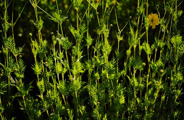 Foto um close-up de uma planta com longas folhas verdes e uma flor amarela.