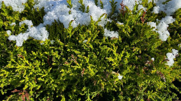 Foto um close-up de uma planta com neve sobre ela