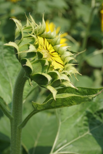 um close-up de uma planta com o botão amarelo de uma planta