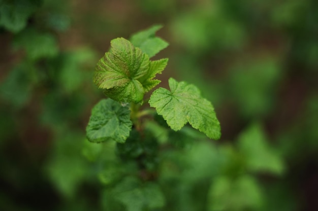 Um close-up de uma planta com uma folha verde
