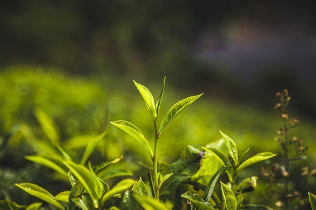 Um close-up de uma planta de chá verde