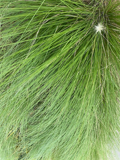 Um close-up de uma planta de grama verde