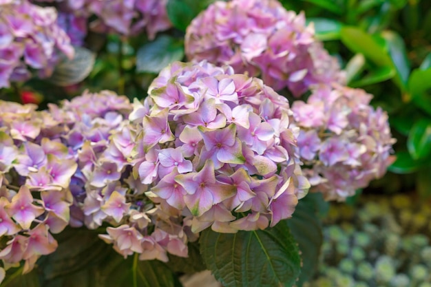 Um close-up de uma planta de hortênsia com folhas verdes