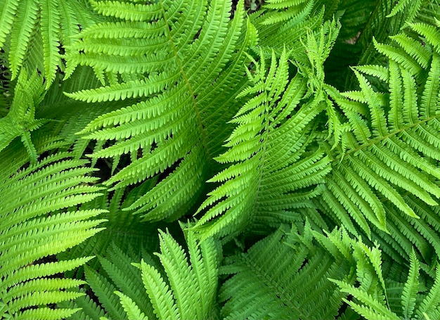 Foto um close-up de uma planta de samambaia verde