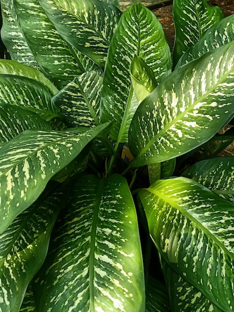 Um close-up de uma planta dieffenbachia amoena de folhas verdes e brancas