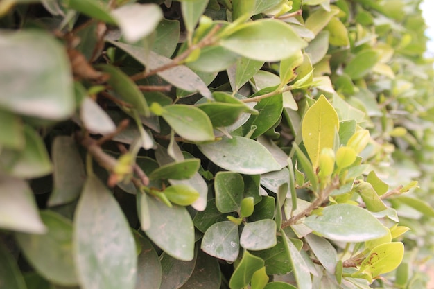 Um close-up de uma planta verde com folhas e uma mancha branca na parte inferior.