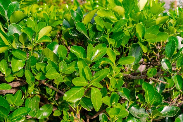 Um close-up de uma planta verde com folhas