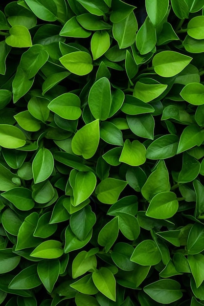 Um close-up de uma planta verde com muitas folhas verdes