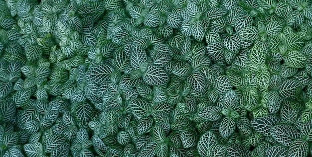Um close-up de uma planta verde com uma planta capilar branca.