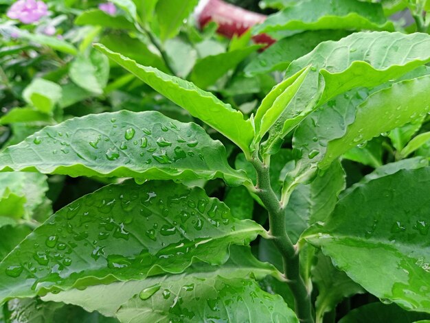 Um close-up de uma planta