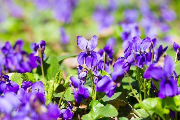 Foto um close-up de violetas roxas em um jardim