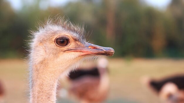 Um close-up do bico de um avestruz