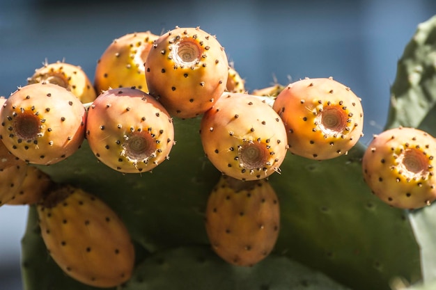 Foto um close-up do cacto de pêra espinhosa