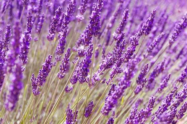 Um close-up do campo de lavanda