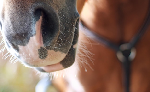 Um close-up do nariz de um cavalo