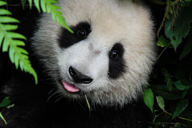 Um close-up do panda