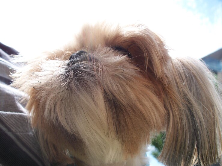 Foto um close-up do shih tzu