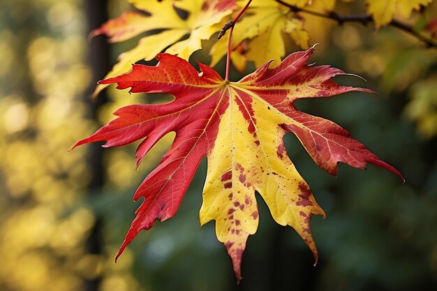 Foto um close-up vermelho outras folhas amarelas verdes contra floresta de fundo desfocado em fotografia de natureza