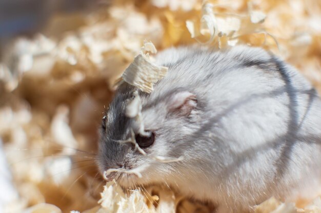 Um closeup de hamster cinza vive em uma gaiola com aparas de madeira Animal bebê fofo em uma pequena casa O conceito de animais de estimação Forte fundo desfocado