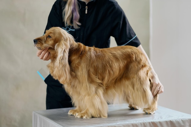 Um cocker spaniel inglês fica em uma mesa de preparação