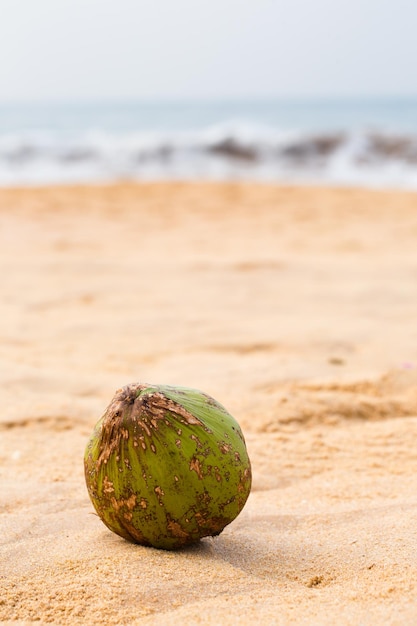 Um coco verde senta-se na areia da praia
