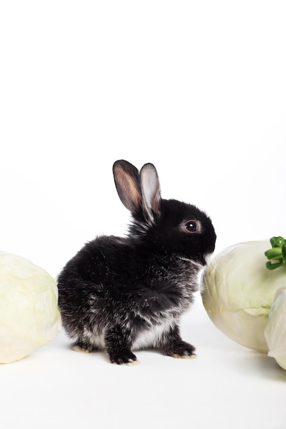 Um coelhinho preto senta-se perto de um repolho em um fundo branco isolado Nutrição de coelho