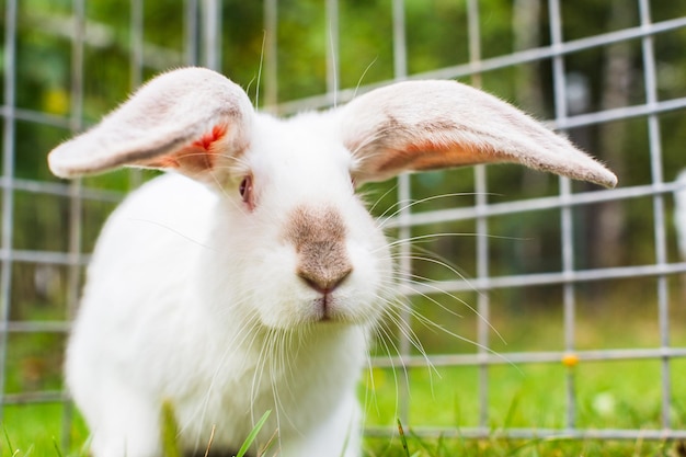 Um coelho branco aproximado senta-se na grama no terreno de uma casa de campo em um dia de verão Bonito animal de estimação