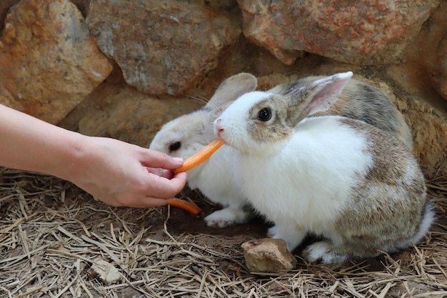 Um coelho branco e marrom fofo comendo cenoura pela mão do dono na fazenda dia de páscoa