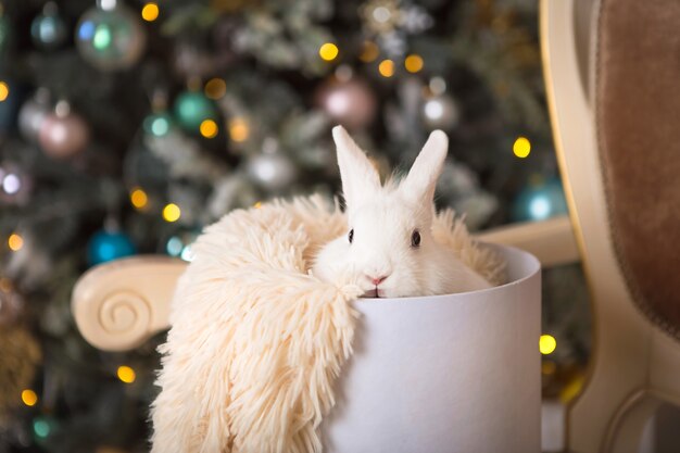 Um coelho branco está sentado dentro de uma caixa redonda branca. Decoração de natal