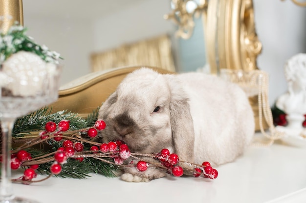 Um coelho cinzento está na decoração de Natal e come bagas vermelhas