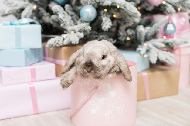 Foto um coelho lopeado bonito está sentado em uma caixa rosa redonda sob a árvore de natal com presentes