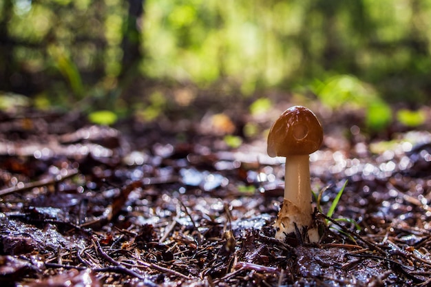 Um cogumelo de close-up cresce na floresta Baixo ponto de vista na paisagem da natureza Espaço de cópia de fundo da natureza turva Parque baixa profundidade de foco Ambiente de ecologia