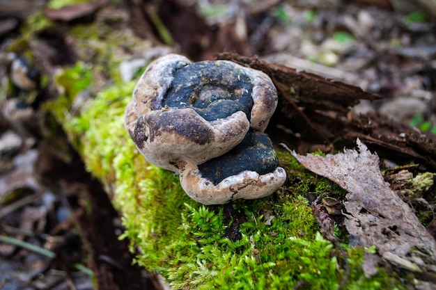 Um cogumelo está sentado em um tronco na floresta foto de alta qualidade